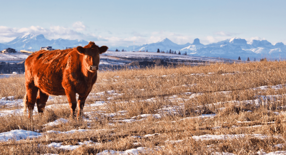 Paramount Hospitality Consulting