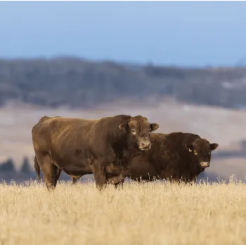 Paramount Hospitality Consulting